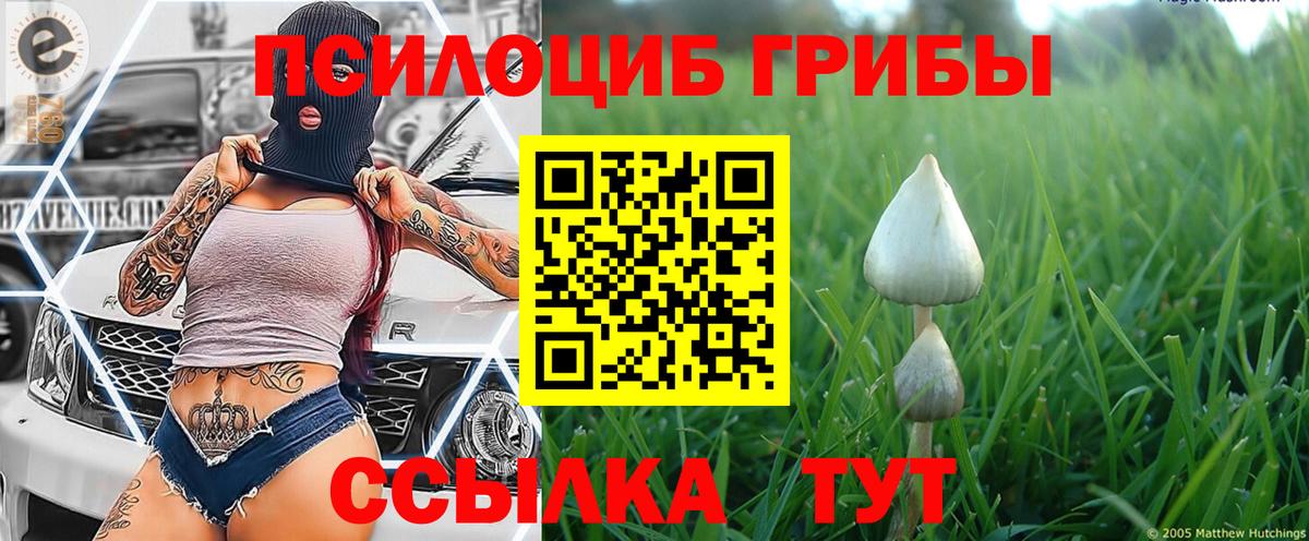 Галлюциногенные грибы Cubensis  Вход с VPN  Тавда  Псилоцибиновые грибы Psilocybine cubensis 